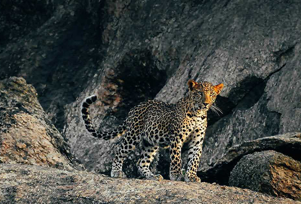 leopard-safari