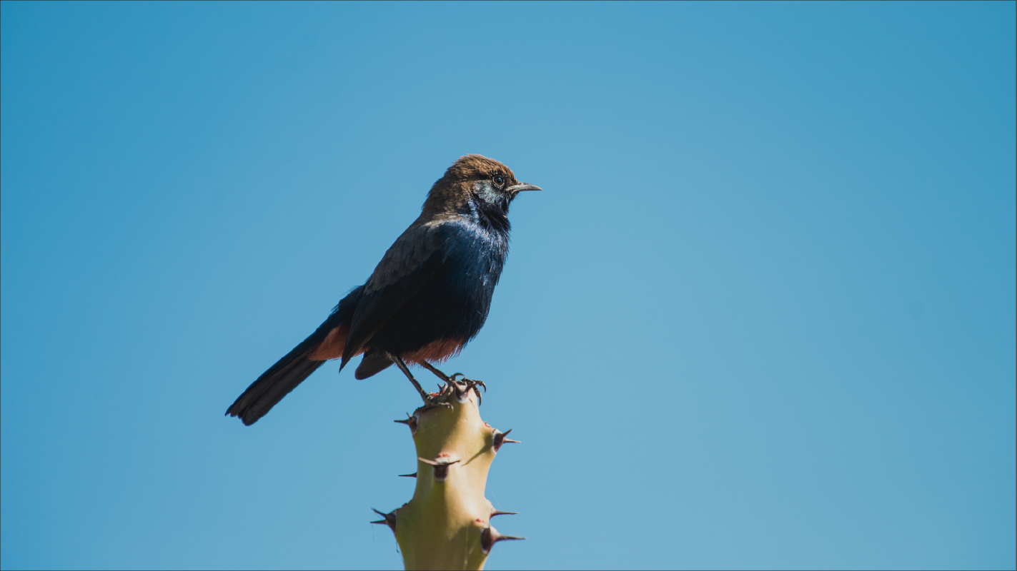 Guided Birdwatching