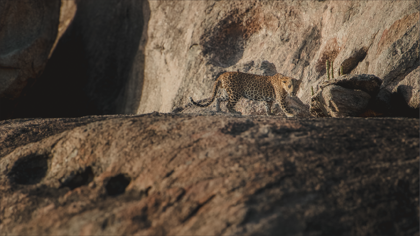 Guided Safari