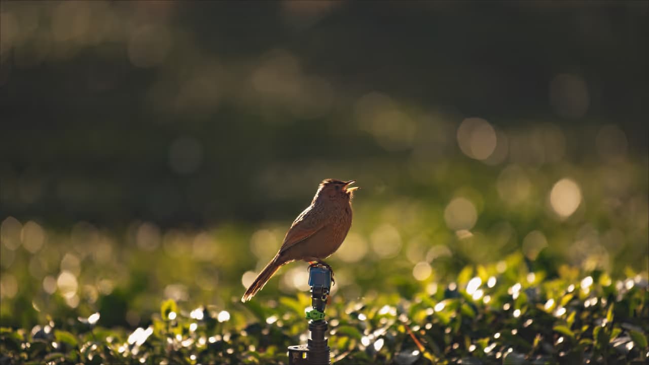 Bird Watching & Jungle Walk