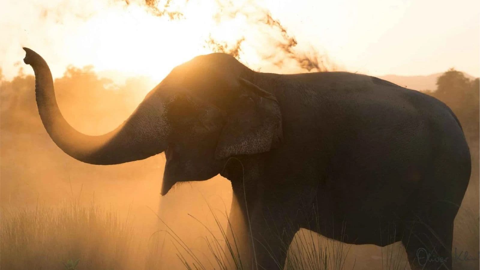 Hathi Gaon (Elephant Sanctuary) Visit