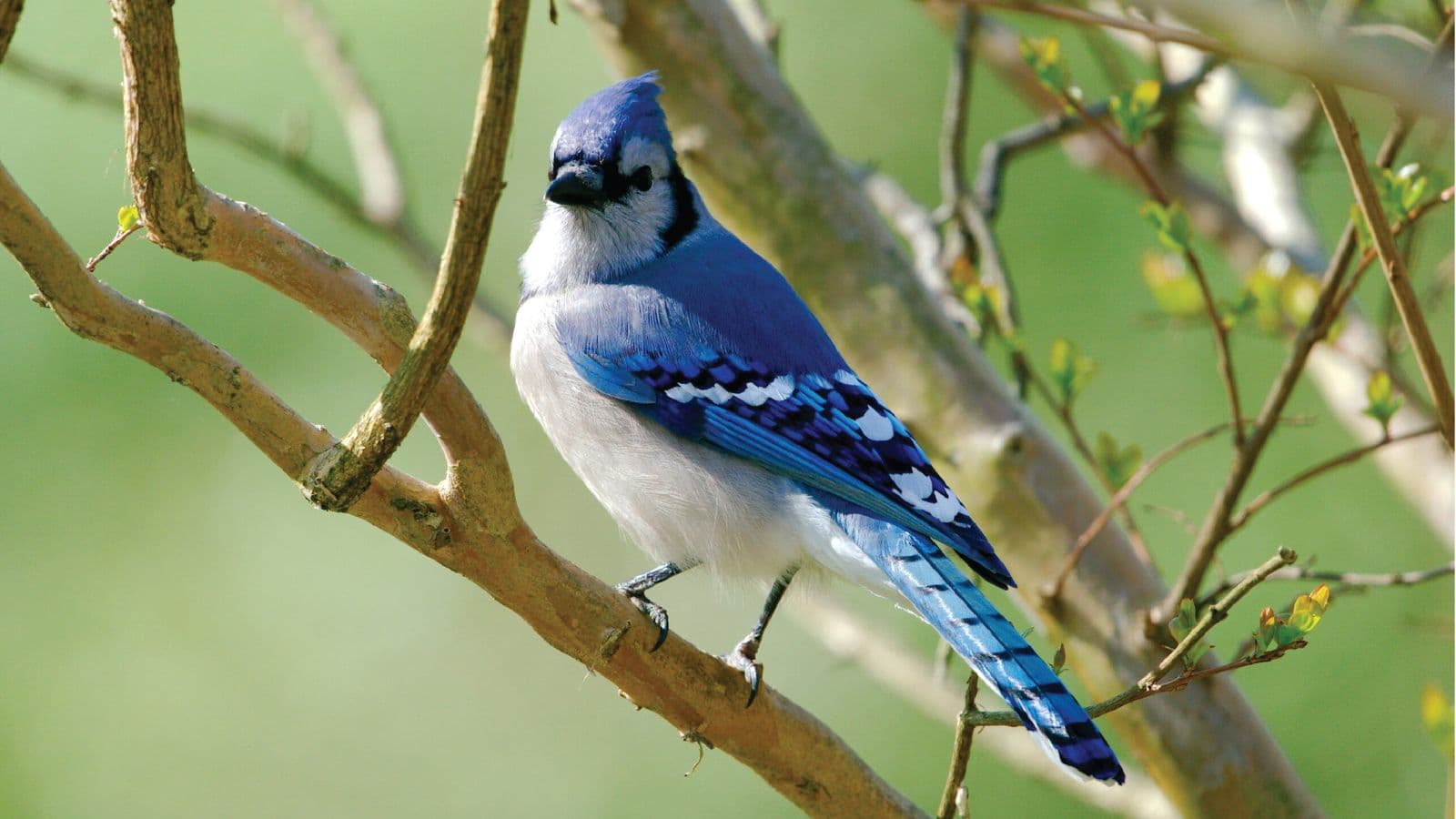 Bird Watching