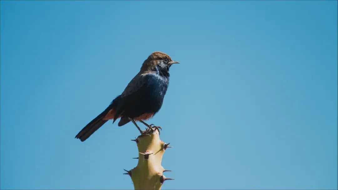 Guided Birdwatching