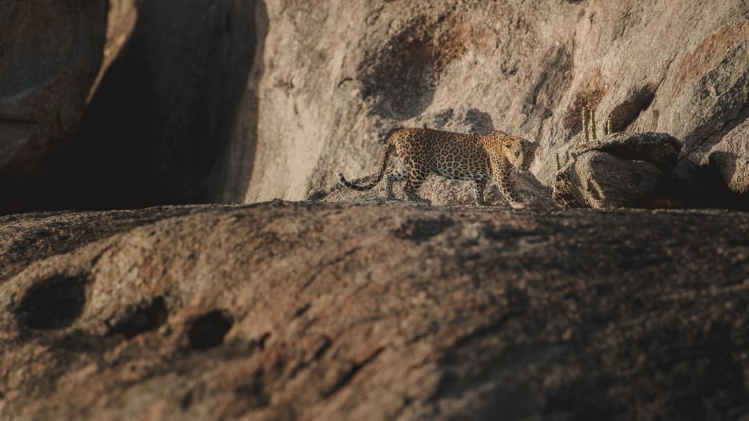 Your Complete Guide to the Jawai Leopard Safari Experience