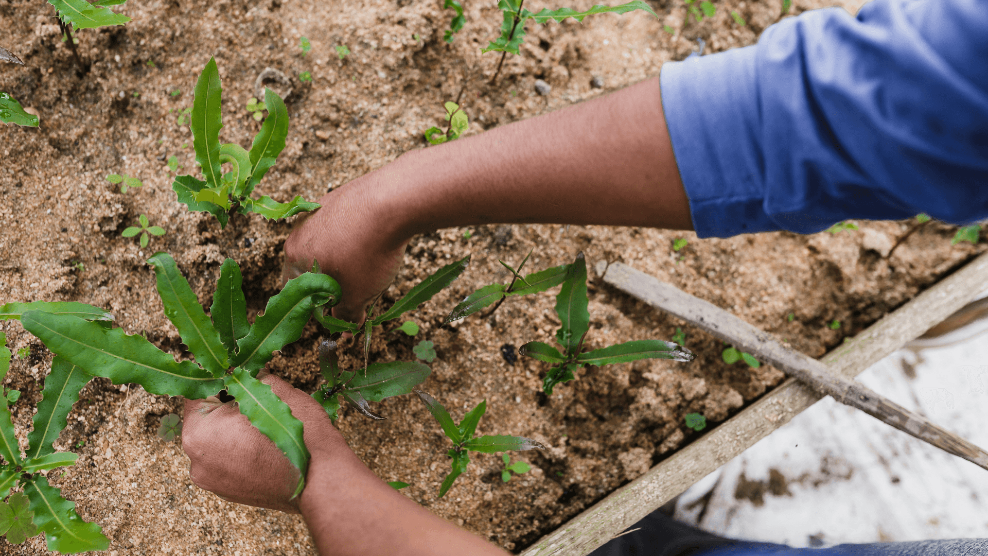 Farming & Sapling Plantation Farming & Sapling Plantation