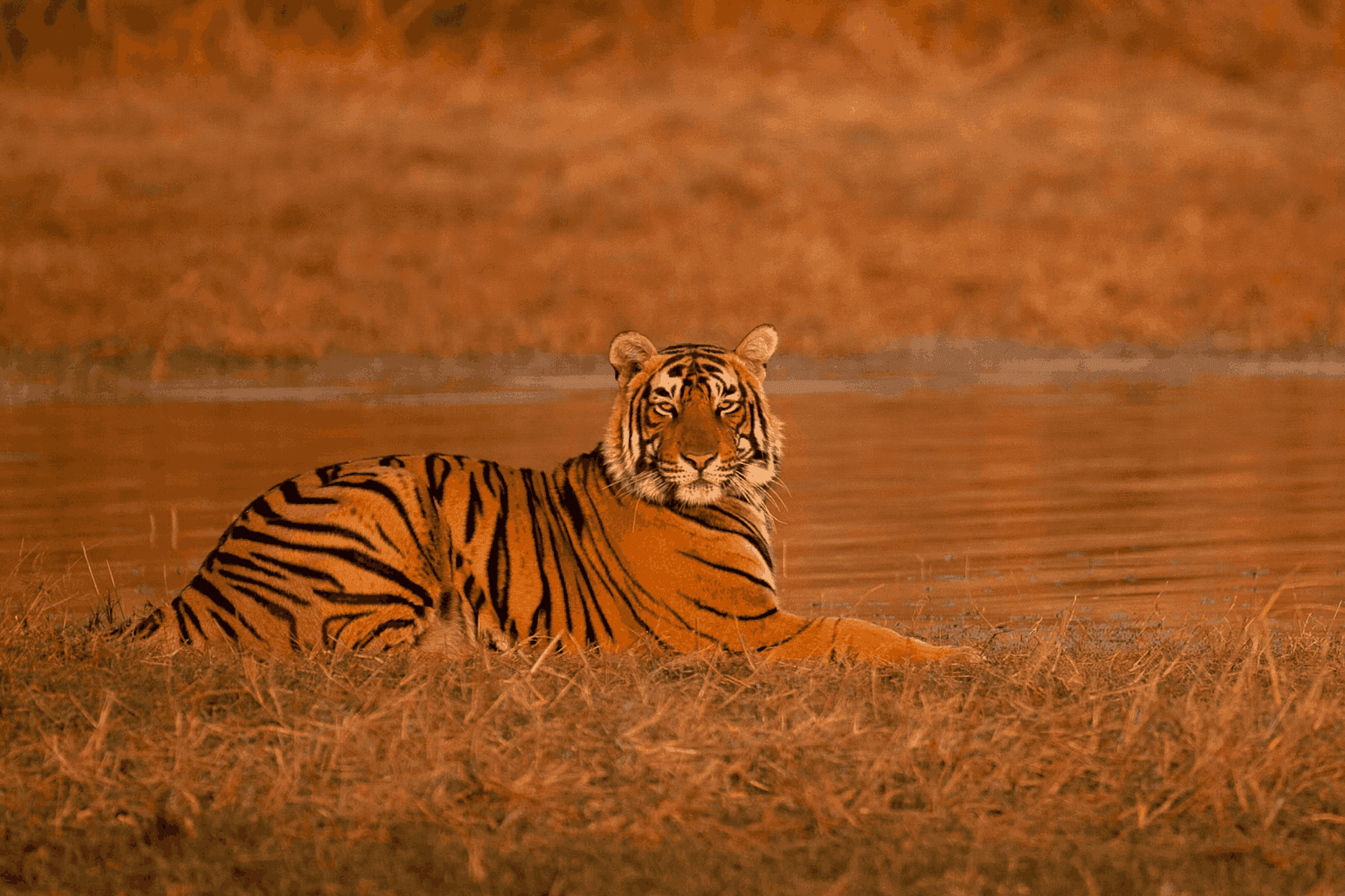 Ranthambore Tiger Safari Ranthambore Tiger Safari