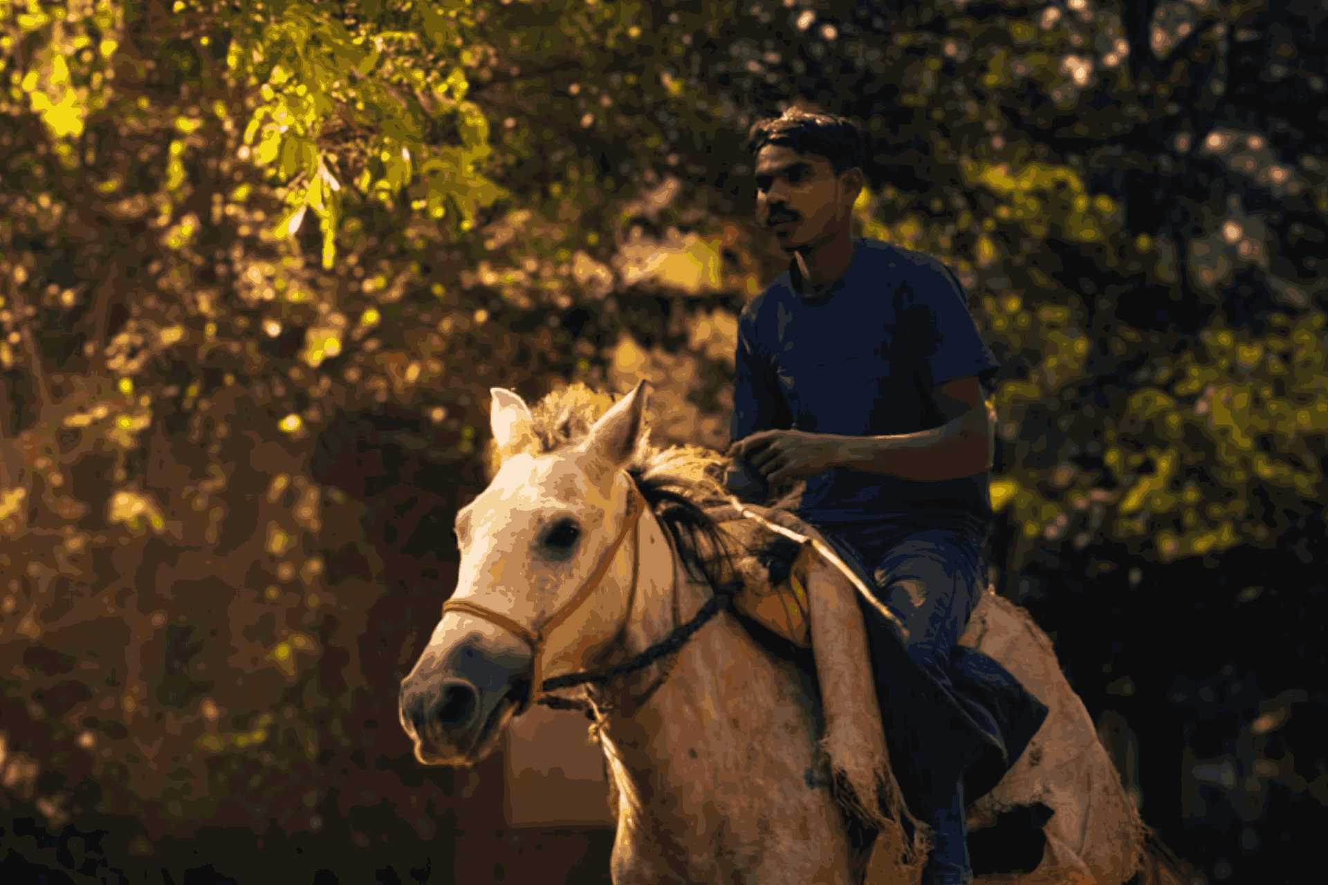 Horse Riding Horse Riding
