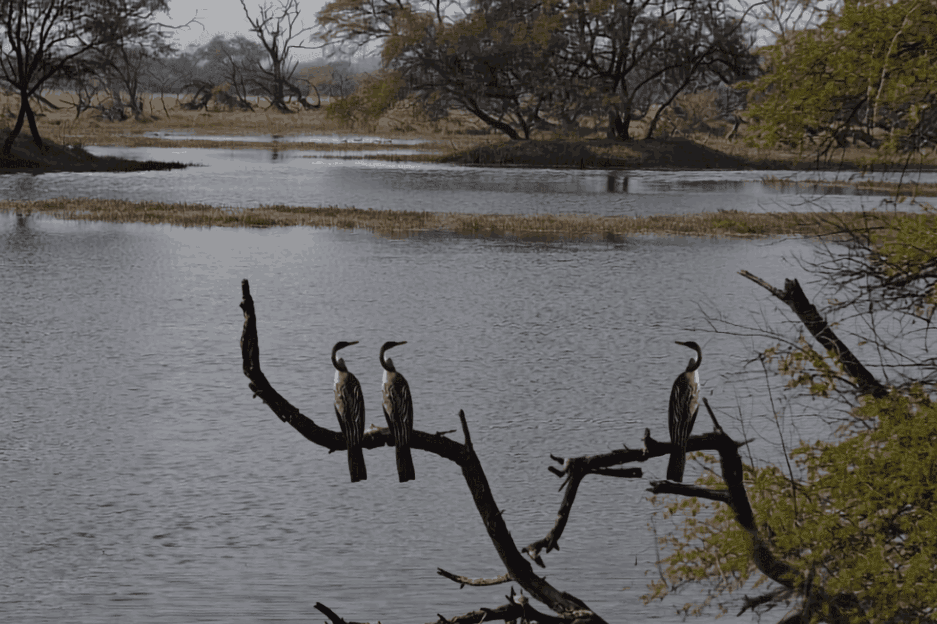 Surwal Birdwatching Experience
Surwal Birdwatching Experience