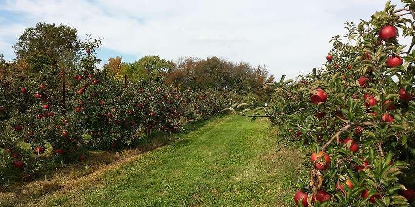 Orchard Visit Orchard Visit