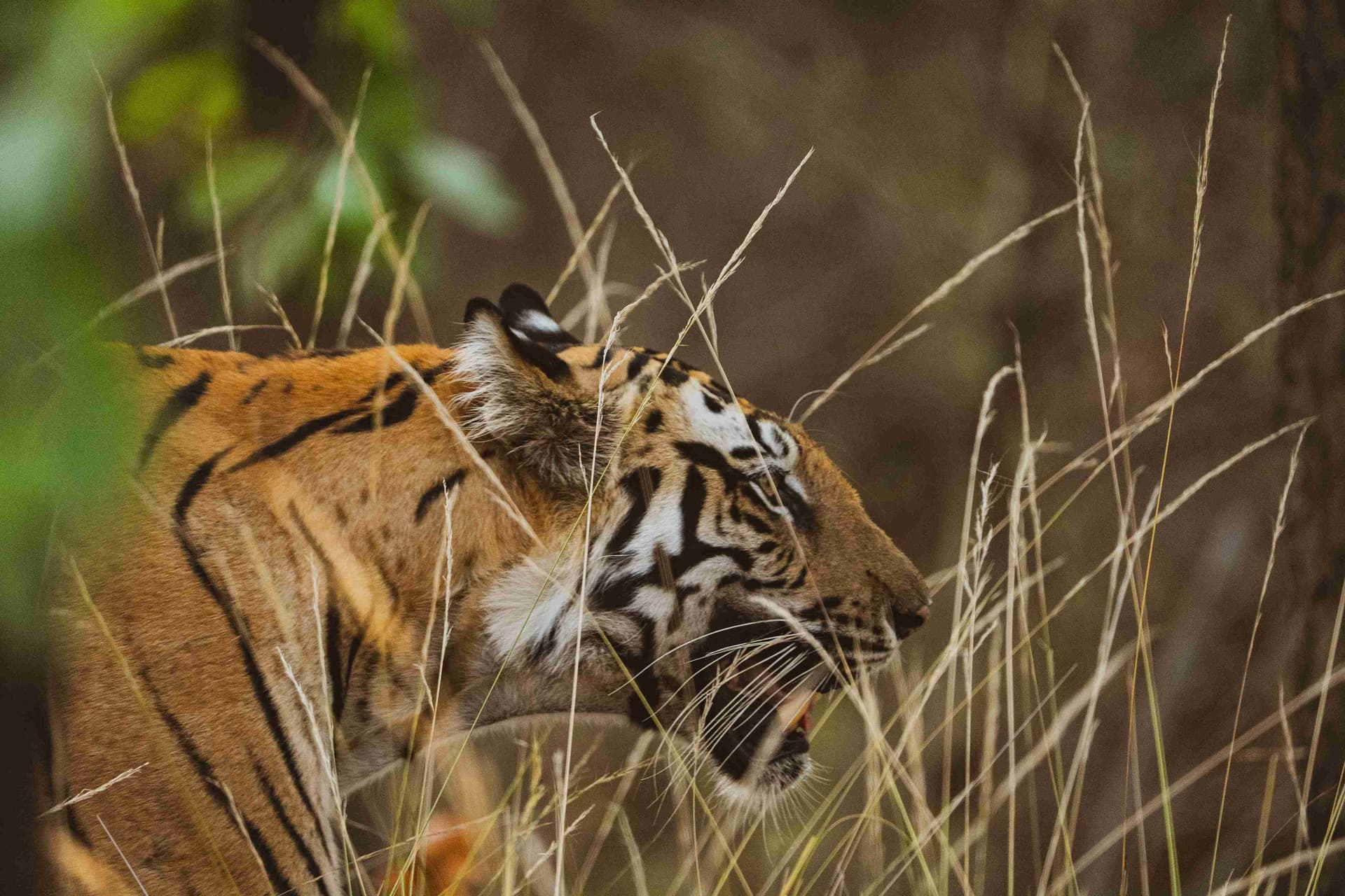 Tiger Safari Experience Tiger Safari Experience