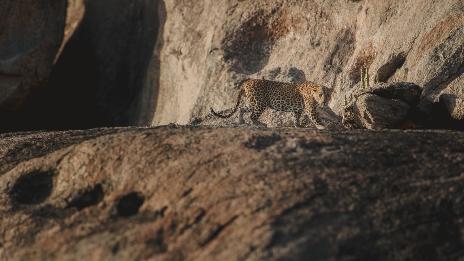 Your Complete Guide to the Jawai Leopard Safari Experience
